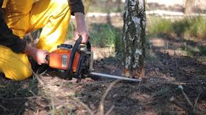 Best Emergency Tree Removal  in Woodfin, NC